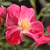 Vörös - Virágágyi polianta rózsa - Ruby™